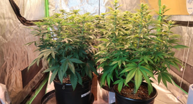 1767804935482.png 1767804935482.png