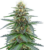 1767885631209.png 1767885631209.png