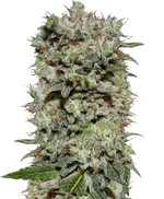 1767885669056.png 1767885669056.png