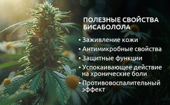 Terapevticheskie-svojstva-bisabolola__bUVFPcwuS9BIkJQ1.jpg