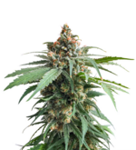 1768216774768.png 1768216774768.png