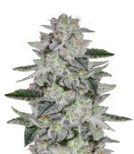 1768216778075.png 1768216778075.png