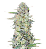 1768385932920.png 1768385932920.png