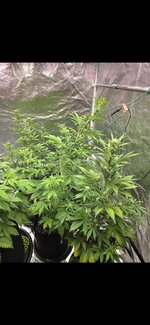 Screenshot_20260117_033445_Gallery.jpg Screenshot_20260117_033445_Gallery.jpg