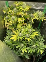 IMG_3556.jpeg IMG_3556.jpeg