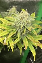 IMG_3571.jpeg IMG_3571.jpeg