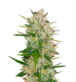 1768738758564.png 1768738758564.png