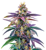 1768738770744.png 1768738770744.png