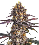 1768758418351.png 1768758418351.png