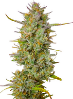 1768758470380.png 1768758470380.png