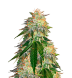 1768912596763.png 1768912596763.png