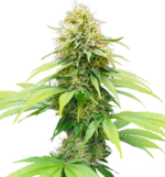 1768998025808.png 1768998025808.png