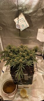 IMG_20260121_203238_957.jpg IMG_20260121_203238_957.jpg