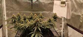 IMG_20260121_203232_665.jpg IMG_20260121_203232_665.jpg