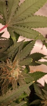 IMG_20260121_203156_744.jpg IMG_20260121_203156_744.jpg