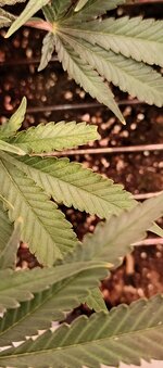 IMG_20260121_203150_708.jpg IMG_20260121_203150_708.jpg