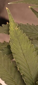 IMG_20260121_203136_365.jpg IMG_20260121_203136_365.jpg