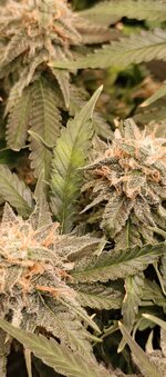 IMG_20260121_203122_010.jpg IMG_20260121_203122_010.jpg