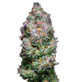 1769089629582.png 1769089629582.png