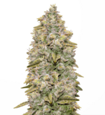 1769089633098.png 1769089633098.png