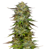 1769089644128.png 1769089644128.png