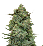 1769089647514.png 1769089647514.png