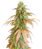 1769101448661.png 1769101448661.png