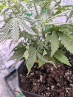 PXL_20260123_073549097.jpg PXL_20260123_073549097.jpg