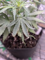 PXL_20260123_073543648.jpg PXL_20260123_073543648.jpg