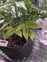 PXL_20260123_134038597.jpg PXL_20260123_134038597.jpg