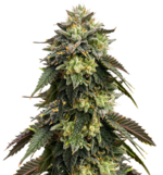 1769258014378.png 1769258014378.png