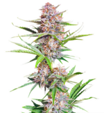 1769439856722.png 1769439856722.png