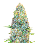 1769439863507.png 1769439863507.png