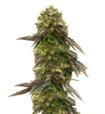 1769439883167.png 1769439883167.png