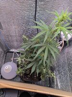 PXL_20260127_080358365.jpg PXL_20260127_080358365.jpg