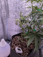 PXL_20260128_074128311.jpg PXL_20260128_074128311.jpg