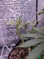 PXL_20260128_074154355.jpg PXL_20260128_074154355.jpg