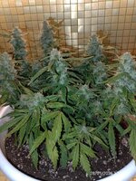 IMG_20260128_171112.jpg IMG_20260128_171112.jpg