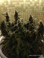 IMG_20260128_171052.jpg IMG_20260128_171052.jpg