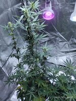 IMG_20260128_222734.jpg IMG_20260128_222734.jpg