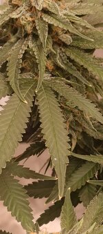 IMG_20260129_190454_706.jpg IMG_20260129_190454_706.jpg