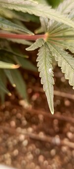 IMG_20260129_190435_342.jpg IMG_20260129_190435_342.jpg