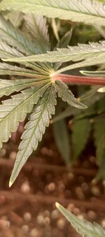 IMG_20260129_190404_695.jpg IMG_20260129_190404_695.jpg