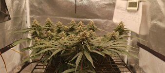 IMG_20260129_190323_089.jpg IMG_20260129_190323_089.jpg