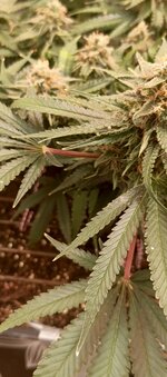 IMG_20260129_190409_881.jpg IMG_20260129_190409_881.jpg