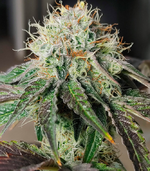 1769775006301.png 1769775006301.png