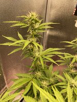 IMG_2164.jpeg IMG_2164.jpeg