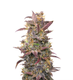 1769951341778.png 1769951341778.png