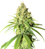 1769951372123.png 1769951372123.png