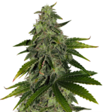 1770029798113.png 1770029798113.png